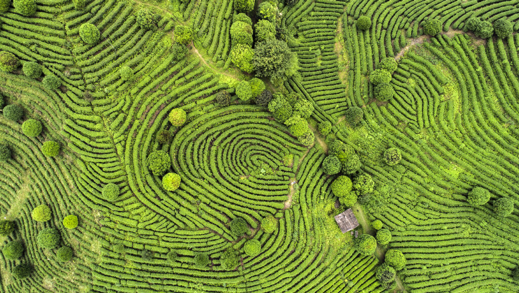 Aerial view of an agricultural ground arrangement resembling whorls found in a fingerprint relating to the Ultimate Guide to Strong Passwords with Cybersecurity 101